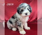 Puppy Jace Bernedoodle (Miniature)