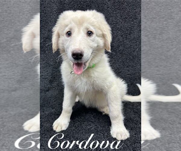 Medium Photo #2 Great Pyrenees-Unknown Mix Puppy For Sale in Grafton, WI, USA