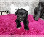 Small #8 Golden Mountain Dog