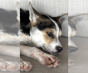 Mutt Dogs for adoption in Houston, TX, USA