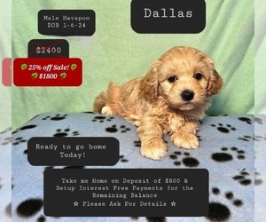 Poovanese Puppy for sale in TUCSON, AZ, USA