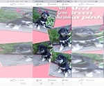 Small Photo #2 Goberian Puppy For Sale in KENDALLVILLE, IN, USA