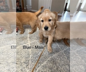 Golden Retriever Puppy for sale in FOREST, VA, USA