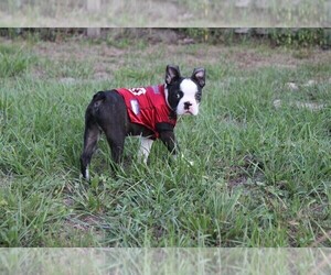 Boston Terrier Puppy for sale in BROOKSVILLE, FL, USA