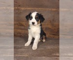 Puppy Daniel Australian Shepherd