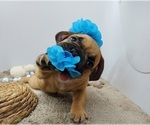 Small #2 French Bulldog