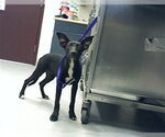 Small Mutt