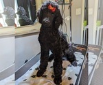 Small Photo #26 Poodle (Standard) Puppy For Sale in SAND SPRINGS, OK, USA