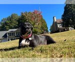 Small Labrador Retriever-Staffordshire Bull Terrier Mix