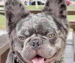 Small Photo #22 French Bulldog Puppy For Sale in N LAS VEGAS, NV, USA