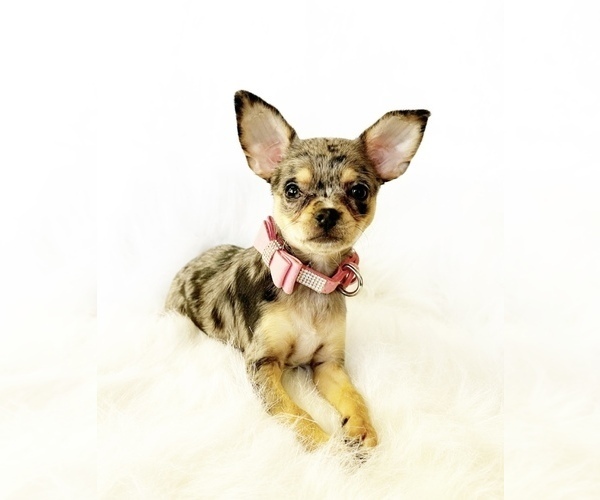 Medium Photo #1 Chihuahua Puppy For Sale in SACRAMENTO, CA, USA