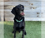 Small #1 Labrador Retriever Mix