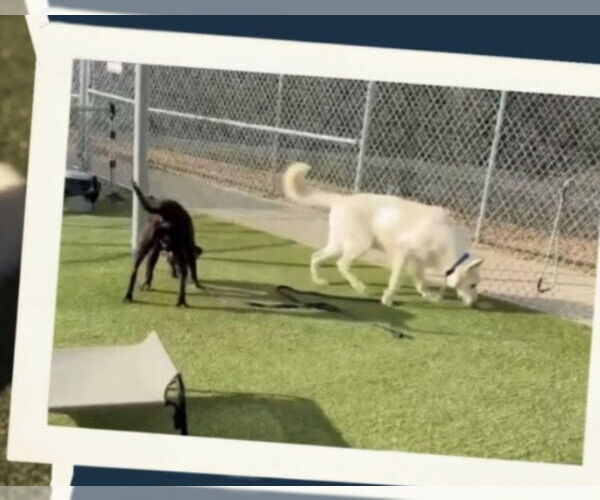 Medium Photo #5 - Mix Puppy For Sale in Winston Salem, NC, USA