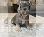 Puppy Princess French Bulldog