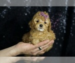 Small #1 Poodle (Toy)