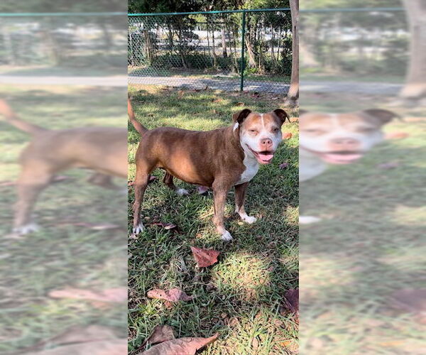 Medium Photo #12 American Pit Bull Terrier Puppy For Sale in Weston, FL, USA