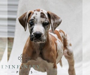Great Dane Puppy for sale in LITITZ, PA, USA