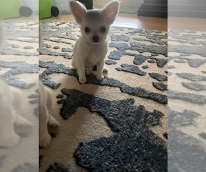 Chihuahua Puppy for sale in VERO BEACH, FL, USA