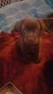 Small Photo #4 Labrador Retriever Puppy For Sale in SPOKANE, WA, USA