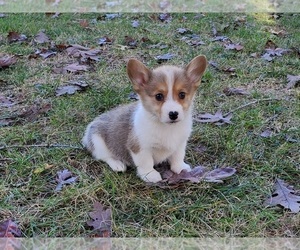 Pembroke Welsh Corgi Puppy for sale in CLARK, MO, USA