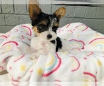Puppy Puppy 4 Yorkshire Terrier