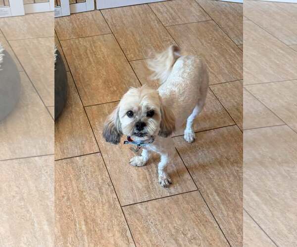 Medium Photo #2 Lhasa Apso Puppy For Sale in Las Vegas, NV, USA
