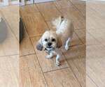 Small #1 Lhasa Apso