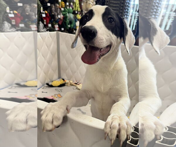 Medium Photo #3 Labrador Retriever-Unknown Mix Puppy For Sale in Munford, TN, USA