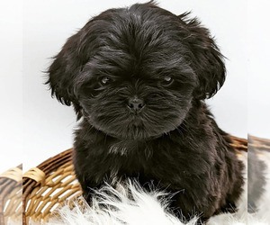 Zuchon Puppy for sale in KNOXVILLE, TN, USA