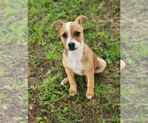 Beagle-Unknown Mix Dogs for adoption in Shreveport, LA, USA