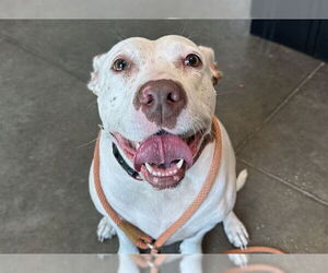 Labrador Retriever-Unknown Mix Dogs for adoption in Tavares, FL, USA