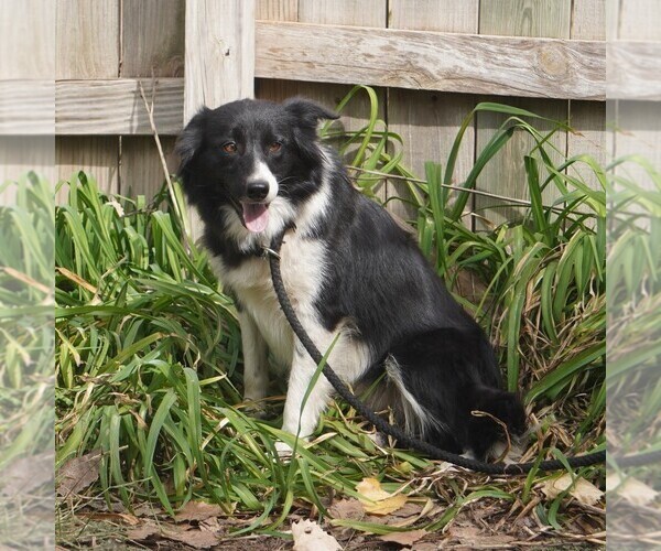 Medium Photo #1 Border Collie Puppy For Sale in DOUGLASS, KS, USA