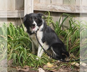 Mother of the Border Collie puppies born on 06/21/2025