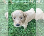 Small Photo #5 Goldendoodle Puppy For Sale in FOREST PARK, IL, USA