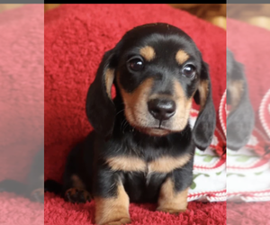 Dachshund Puppy for sale in PFLUGERVILLE, TX, USA