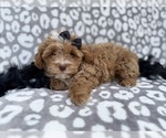 Small #4 Shih-Poo