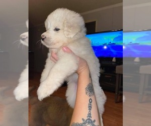 Great Pyrenees Puppy for sale in BURL, NC, USA