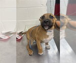 Small Mutt