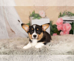 Medium Pembroke Welsh Corgi