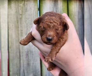 Poodle (Toy) Litter for sale in HOAGLAND, IN, USA