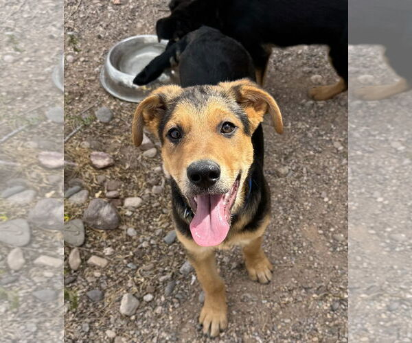 Medium Photo #1 Mutt Puppy For Sale in Williamsburg, NM, USA