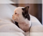 Small Photo #3 Boston Terrier Puppy For Sale in SPRINGFIELD, OH, USA