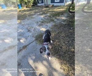 Catahoula Leopard Dog-Unknown Mix Dogs for adoption in San Antonio, TX, USA