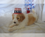 Small Photo #8 Poodle (Standard) Puppy For Sale in INDEPENDENCE, MO, USA