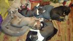Small Photo #1 American Bully Puppy For Sale in PHOENIX, AZ, USA