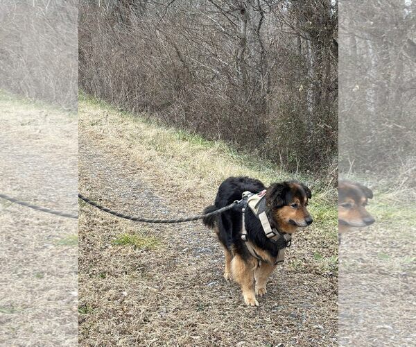 Medium Photo #3 Australian Shepherd-Collie Mix Puppy For Sale in Martinsburg, WV, USA