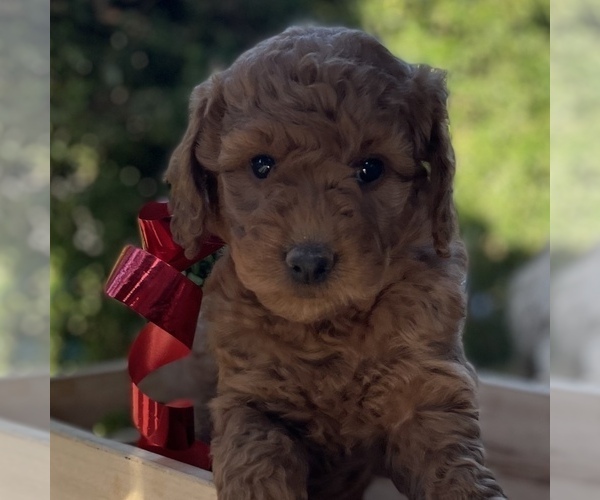 Medium Photo #4 Goldendoodle (Miniature) Puppy For Sale in BATTLE GROUND, WA, USA