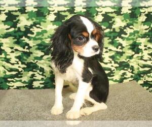Cavalier King Charles Spaniel Puppy for sale in SHAWNEE, OK, USA