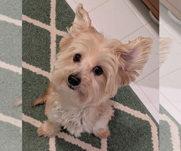 Medium Photo #2 Maltese-Unknown Mix Puppy For Sale in Greensboro, NC, USA