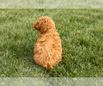 Small #4 Cock-A-Poo-Goldendoodle Mix